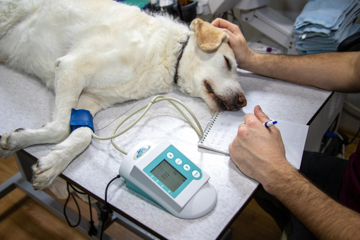 test Métier vétérinaire: Découvre comment réussir le test pour devenir vétérinaire dans ce guide pratique