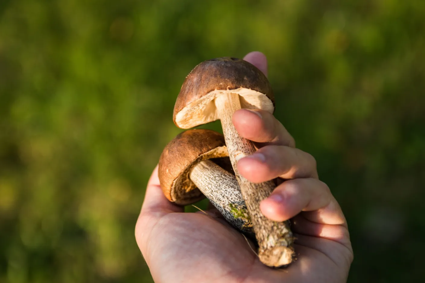 Quiz Funghi - Informazioni utili per la certificazione di raccolta funghi